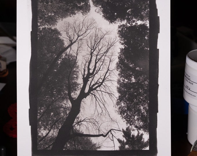 Palladium Print: Among the Living, 8x12