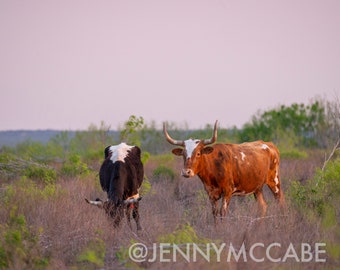 Cattle at Sunset