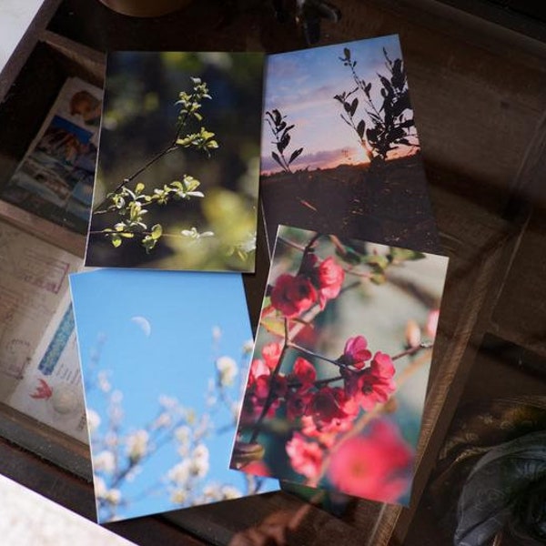 Lot 4 cartes postales Fleurs et Nature