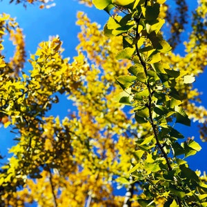 Maidenhair Tree | Printable Digital Download | Wall Art | Digital Photography | Digital Printable Wall Art | Instant Digital Download