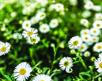 Wydruk fotograficzny Daisy Patch | Wiosenna grafika ścienna (do pobrania cyfrowego)