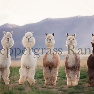 May include: Five alpacas of varying colors stand in a grassy field with mountains in the background. The alpacas range in color from white to brown, with fluffy necks and upright ears. The text "Peppergrass Ranch" is across the image.