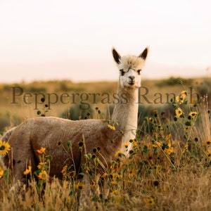 May include: A white alpaca standing in a field of yellow wildflowers. The alpaca is looking directly at the camera. The text "Peppergrass Ranch" is visible in the background.