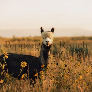 May include: A black and white alpaca standing in a field of yellow wildflowers. The alpaca is looking directly at the camera. The text "Peppergrass Ranch" is visible in the background.