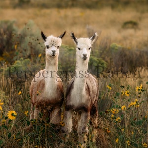 May include: Two white alpacas with brown markings stand in a field of tall grass and yellow wildflowers. The alpacas are looking directly at the camera.