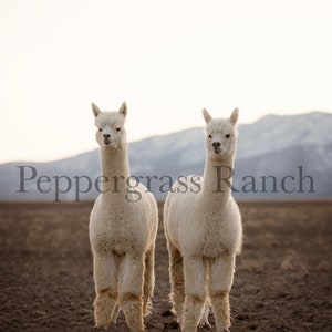 以下が含まれることがあります： 2頭の白いアルパカが、山脈を背景に、野原に立っています。アルパカはカメラの方を見ており、頭を少し横に傾けています。画像には「Peppergrass Ranch」というテキストが表示されています。