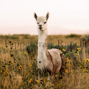 May include: A light-colored llama stands in a field of tall grass and yellow wildflowers. The text "Peppergrass Ranch" is visible in the image. The sky is a soft peach color.