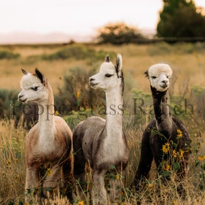 May include: Three alpacas standing in a field of tall grass. The alpaca on the left is brown and white, the alpaca in the middle is white and gray, and the alpaca on the right is black and white.