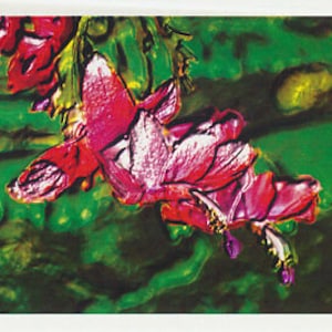 Wenskaartillustratie van de rood bloeiende Zygocactus van de Aardbei