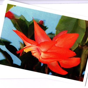 Greeting card Zygocactus Sunburst Fantasy flower image 2