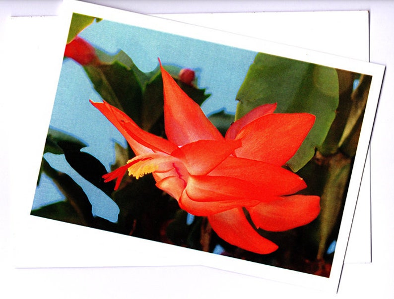 Greeting card Zygocactus Sunburst Fantasy flower image 2