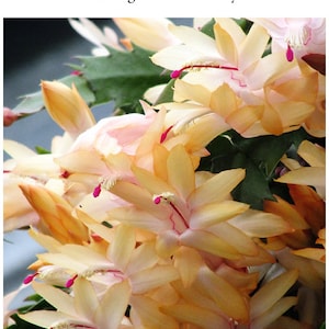 Può includere: Primo piano di un gruppo di fiori di cactus di Natale gialli e rosa. I fiori sono in piena fioritura e hanno un aspetto delicato e stratificato. Il testo "Growing Zygocactus (Christmas Cactus) Schlumbergera truncacta hybrids" è visibile nella parte superiore dell'immagine.