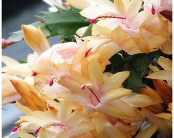 Growing Zygocactus (Christmas Cactus) Schlumbergera truncata hybrids by Tony Brindley