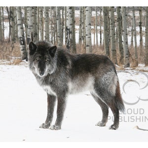 Greeting card Canadian black wolf by Ashlee Brindley from Cloud Publishing
