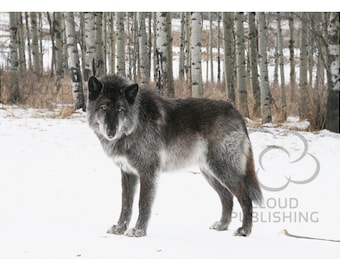 Greeting card Canadian black wolf by Ashlee Brindley from Cloud Publishing