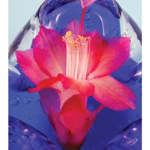 Carte de voilage rouge fleurissant la variété de cactus de Noel Ascot sur le verre bleu