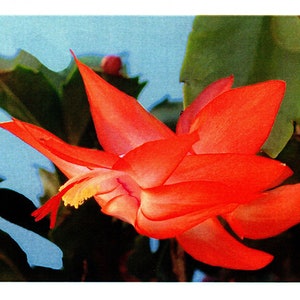 Greeting card Zygocactus Sunburst Fantasy flower image 1