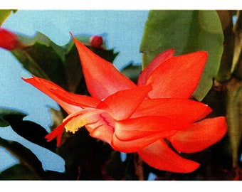 Greeting card Zygocactus Sunburst Fantasy flower