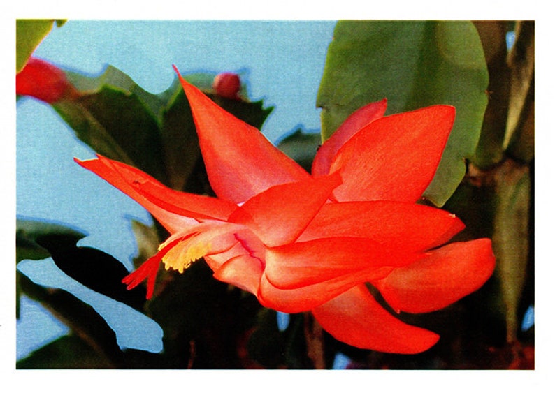 Greeting card Zygocactus Sunburst Fantasy flower image 1