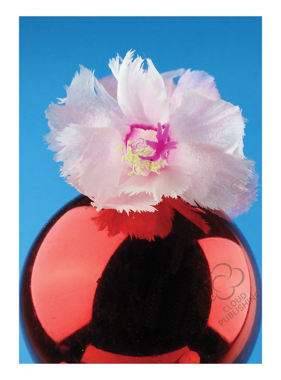 Christmas cactus Aspen Christmas card from Cloud Publishing