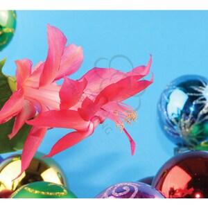 Biglietto natalizio cactus Sleigh Bells