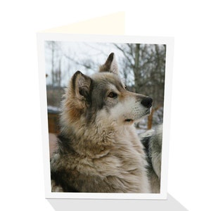 Carte de voeux d’un loup attentif par la photographe Ashlee Brindley et Cloud Pub