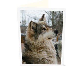 Greeting card of an attentive Wolf by photographer Ashlee Brindley and Cloud Pub