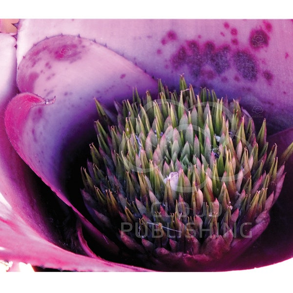 Bromeliad Neoregelia Concentrica pink flower greeting card