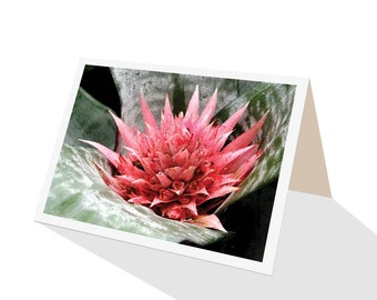 Pink flowering bromeliad aechmea fasciata greeting card