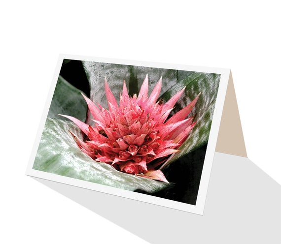 Rosa blhende Bromelien Aechmea Fasciata Grukarte - Etsy.de