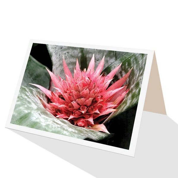 Pink flowering bromeliad aechmea fasciata greeting card