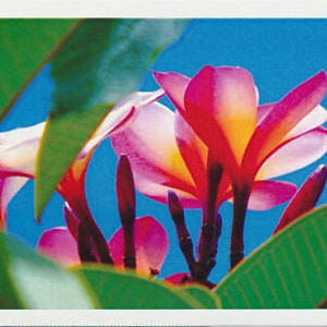 Grußkarte von rosa gelb und weiß Frangipani blickend himmelwärts
