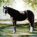 see more listings in the Original Horse Portraits section