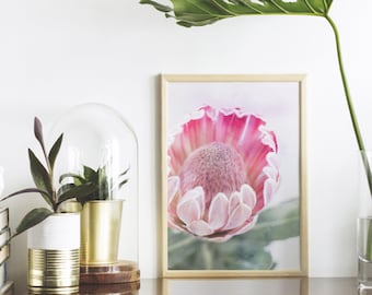 Protea Print, Printable Wall Art Poster, Pink, Floral, Botanical, Bedroom Decor, Native Flower Photography, Australian