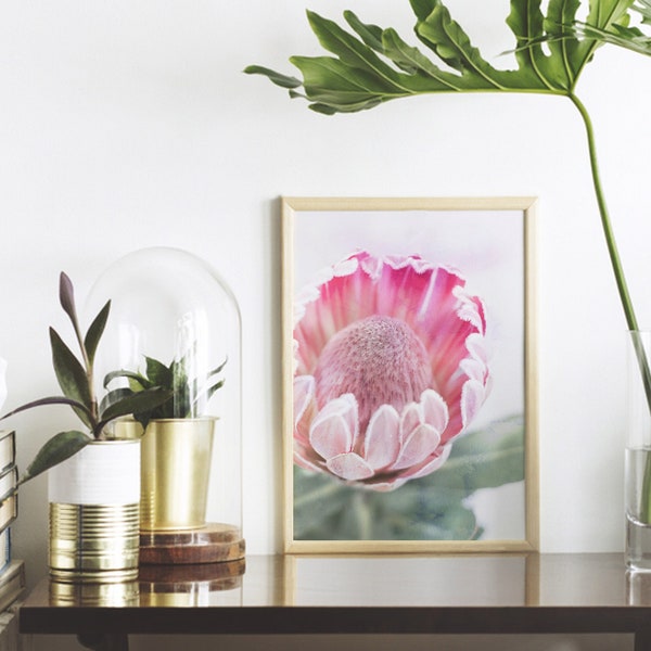 Protea Print, Printable Wall Art Poster, Pink, Floral, Botanical, Bedroom Decor, Native Flower Photography, Australian