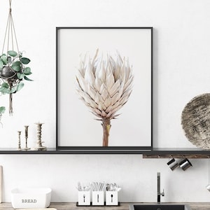 King Protea Flower Print - Printable Wall Art -  Floral Photography, Dried Native Plant, Beige Cream Botanical Decor, Modern Minimalist