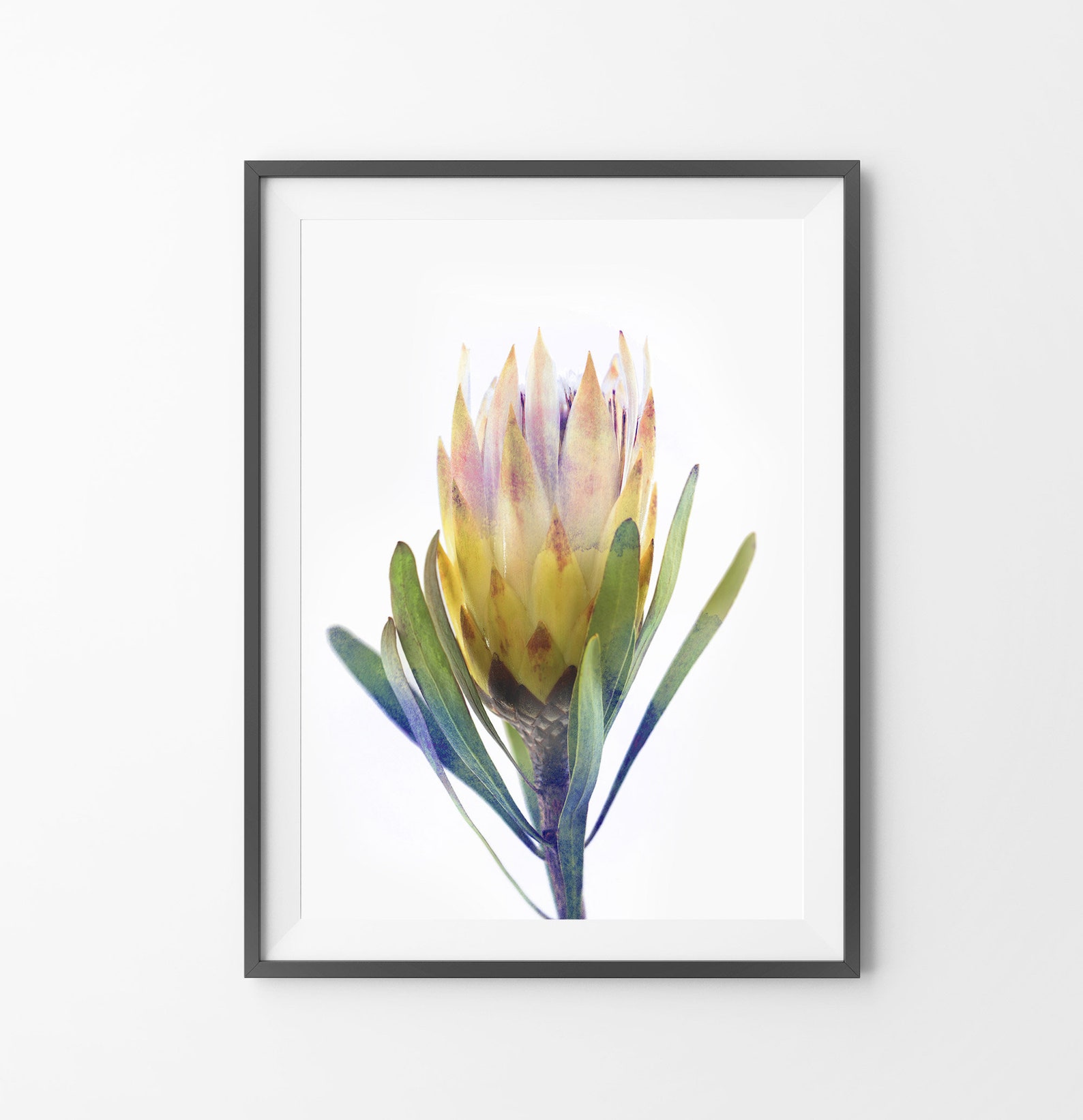 Protea Print Australian Native Flower Wall Art Printable Etsy