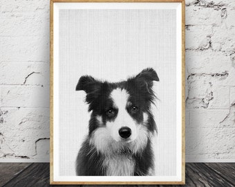 Border Collie Wall Art Print, Dog Photo, Nursery Animal Decor, Printable Poster, Digital Download, Black and White Minimalist Farm Sheep Dog