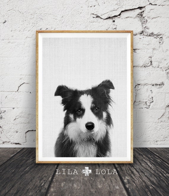 Border Collie Wall Art Print, Dog Photo, Nursery Animal Decor, Printable Poster, Digital Download, Black and White Minimalist Farm Sheep Dog