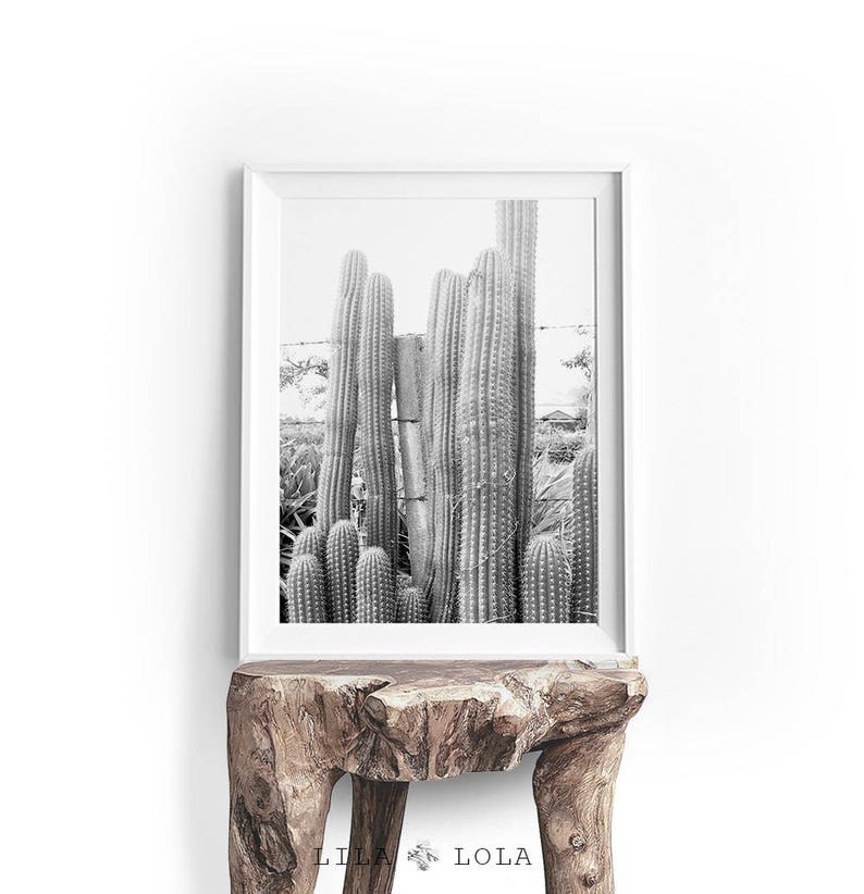 Cactus Print, Cacti Photo, Black and White Photography, Digital Download, Large Printable Wall Art, South Western Decor, Southwestern Print image 4