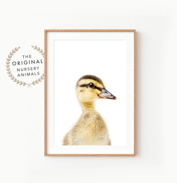 Baby Duck Wall Art Print ~ Farm Animal Nursery Decor ~ Printable Digital Download ~ White Background