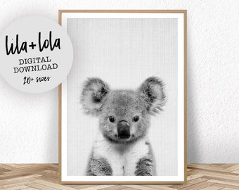 May include: Black and white photo of a koala bear looking directly at the camera. The koala is sitting on a white textured background.