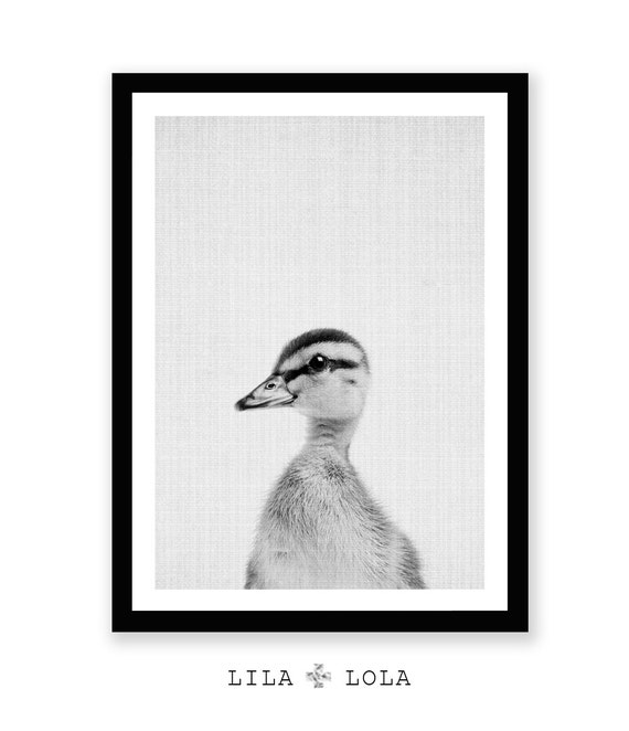 Impression De Caneton Photo De Canard De Bebe Art De Mur Etsy Impression De Caneton Photo De Canard De Bebe Art De Mur Etsy