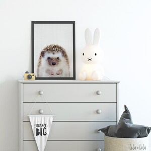 Hedgehog Print, Printed and Shipped, Various Sizes, Baby Woodland Animal Photo, Nursery Wall Art image 4