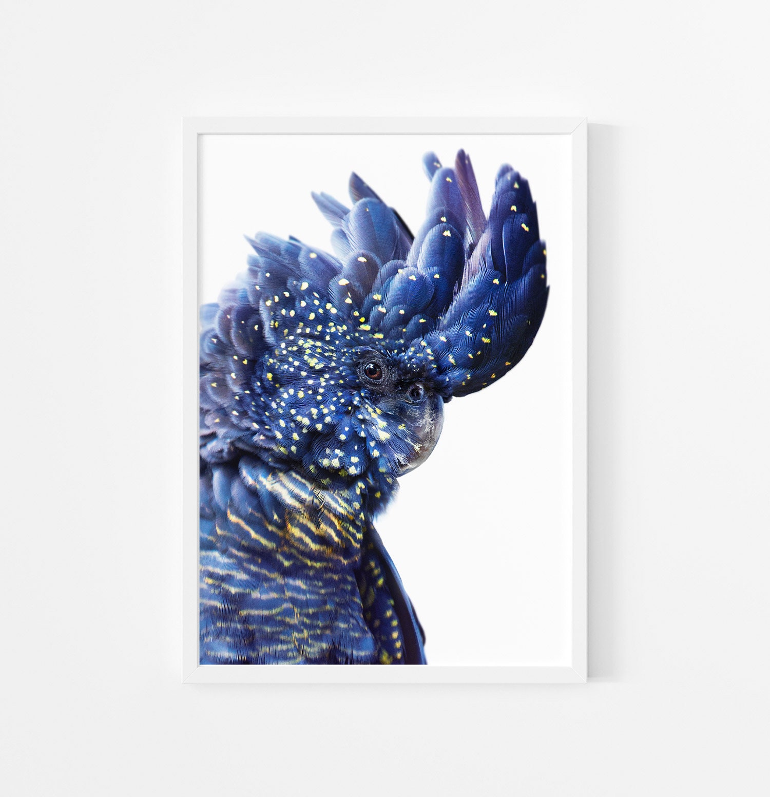 Black Cockatoo Print Australian Native Bird Wall Art (digital Download — free download