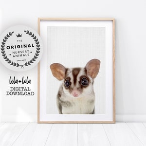 Baby Sugar Glider Print, Australian Nursery Animal Decor - Printed Wall Art - Possum Digital Download