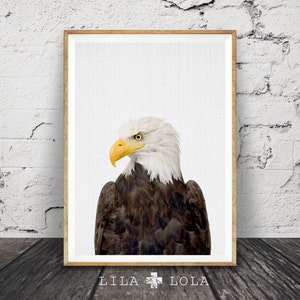 Bald Eagle Print, American Eagle Wall Art Poster, Printable Digital Download, Hawke, Boys Room Decor, Bird Animal Photography, Minimalist