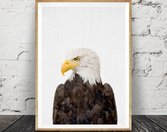 Bald Eagle Photography Print: American Eagle Portrait (Digital Download)