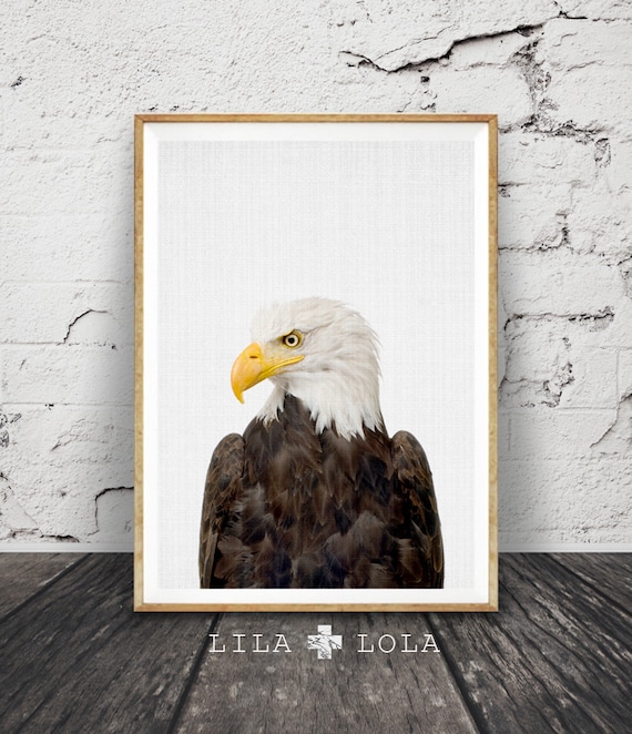 Bald Eagle Print, American Eagle Wall Art Poster, Printable Digital Download, Hawke, Boys Room Decor, Bird Animal Photography, Minimalist