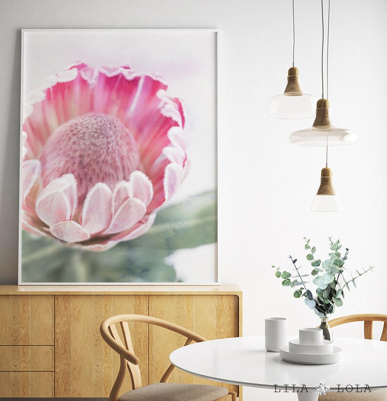 Large Wall Art Poster Australian Protea Protea Native Flower Photography Shipped Pri Printed Poster Botanical Australian Native Print